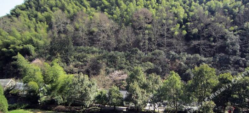 黄山莫舍民宿图片