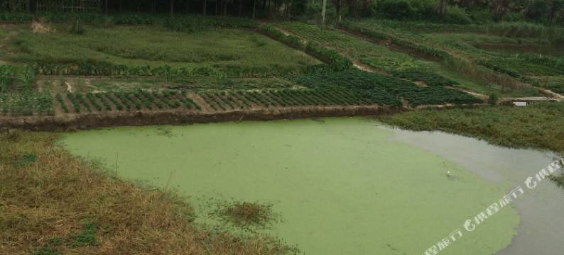 上海向日葵旅馆图片