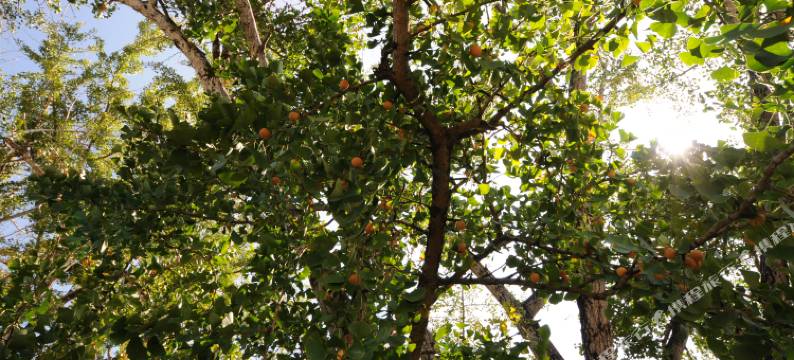 腾冲斌艳农家乐图片