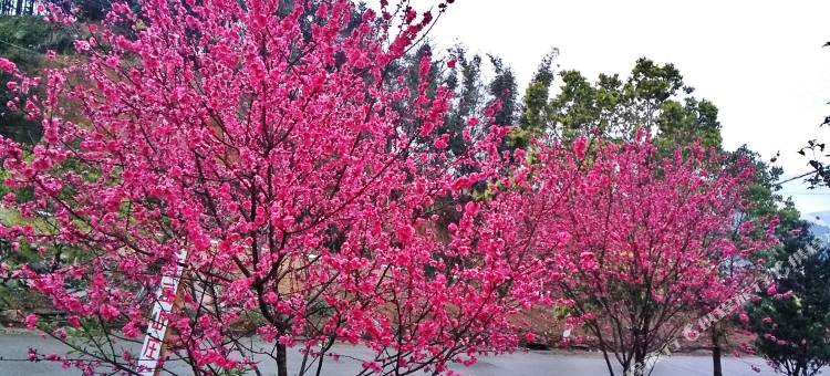 五指石红豆山庄图片