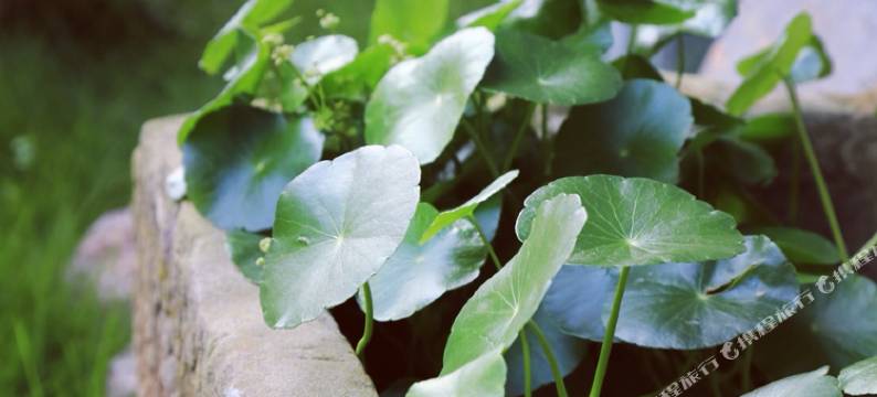 武夷山天心明月茶山房       ·Zne Tea Retreat(三姑度假区店)图片