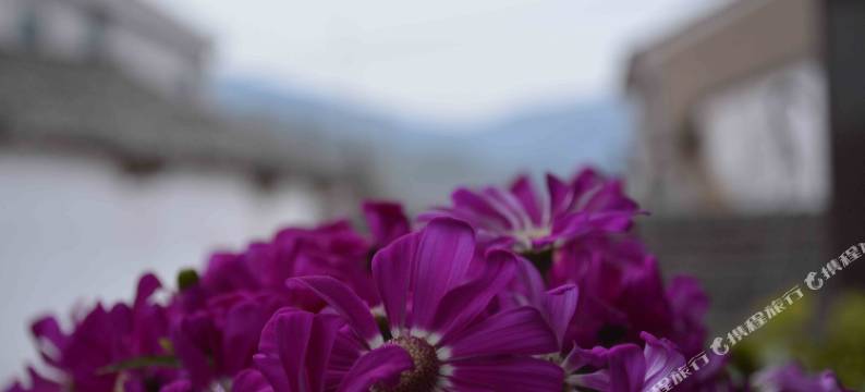 莫干山St故事民宿图片