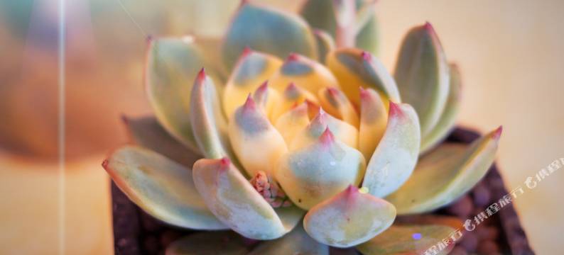 九华山雅源山庄图片