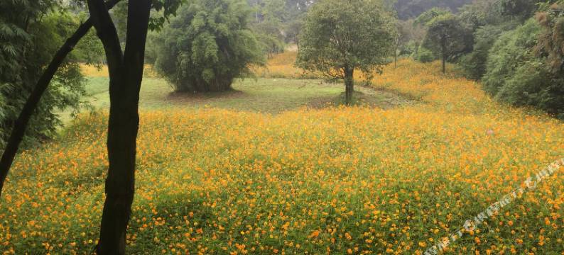都江堰星语草舍图片