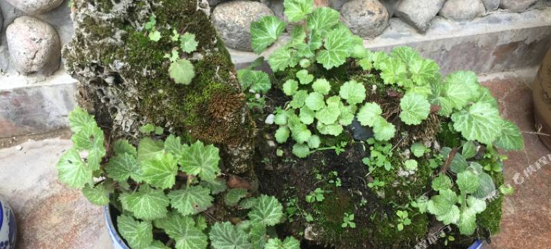 重渡沟花语堂客栈图片