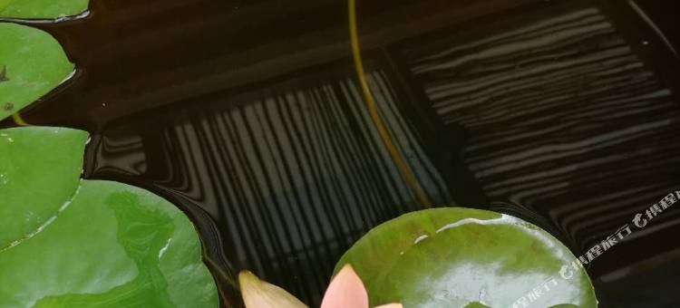 屏边桂舍民宿图片