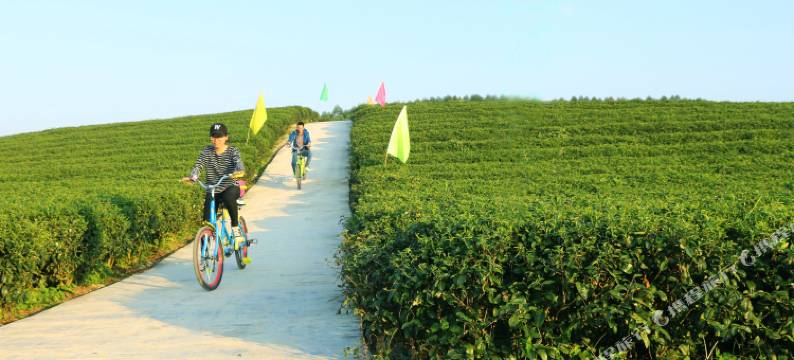 大明山茶园景区民宿图片