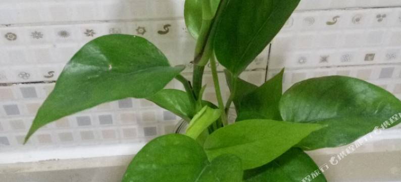 成都安与酒店式公寓图片