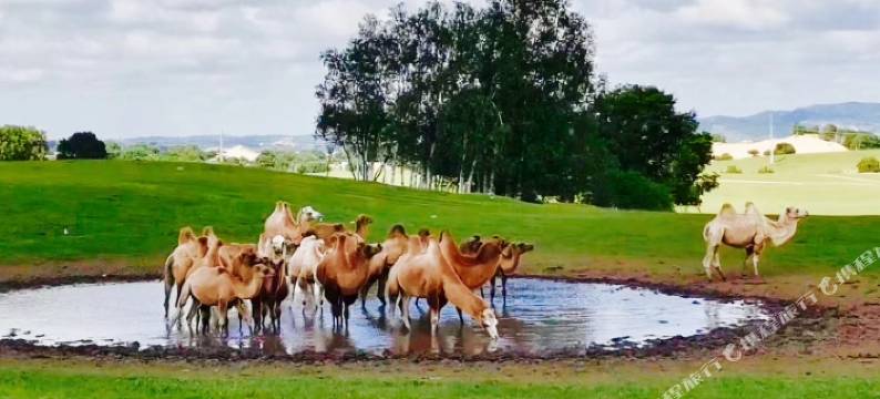 乌兰布统福临门酒家图片