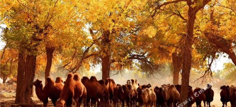 额济纳旗豪泰宾馆图片