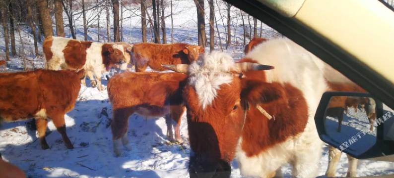 雪谷吉祥家园图片