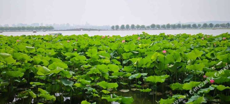 杭州中维歌德大酒店图片