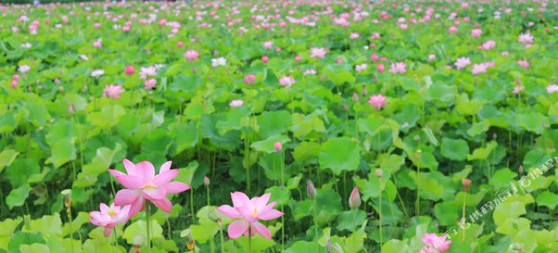 普者黑满景楼客栈图片