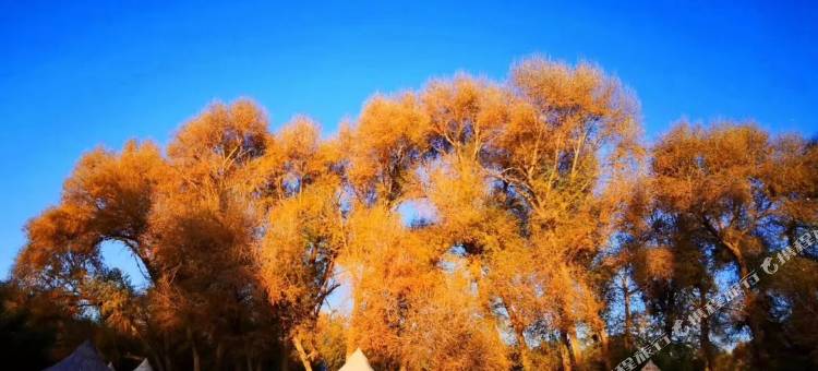 敦煌西行部落·房车自驾游营地图片