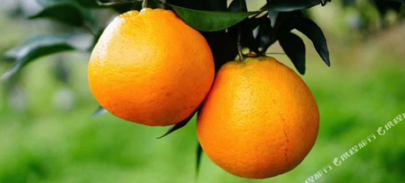 蒲江和美酒店图片