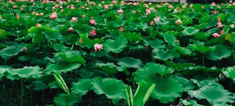 宜蘭羅東公園61號图片