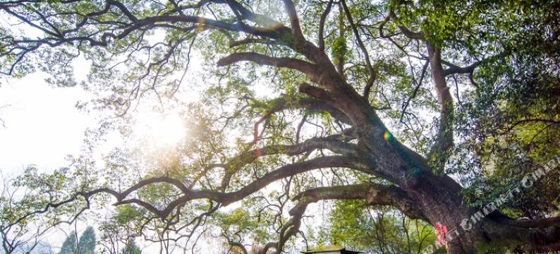 开化大酒店图片