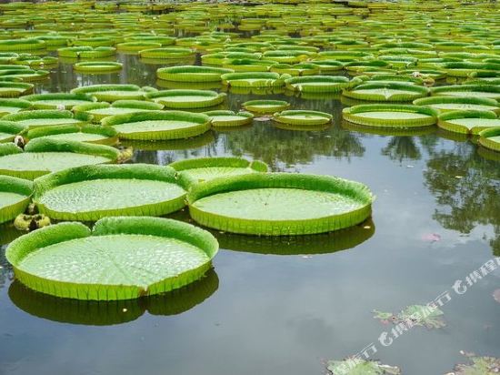 西双版纳王莲酒店