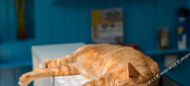 鼓浪屿茶屿猫·宿图片