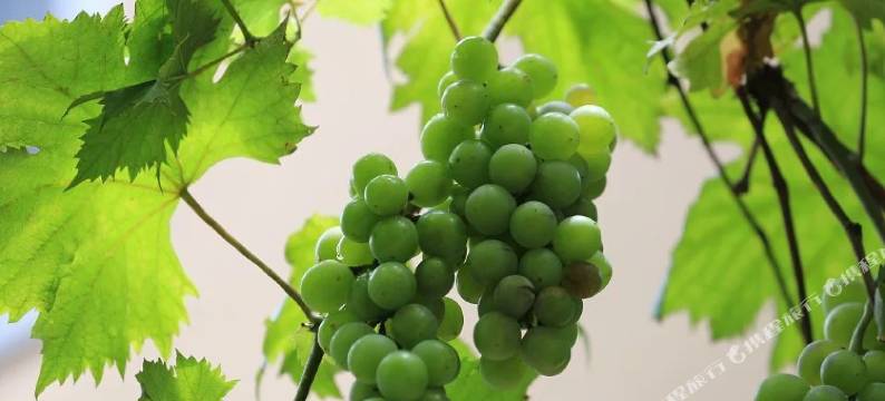 金皇朝酒店(乐清时代广场店)图片