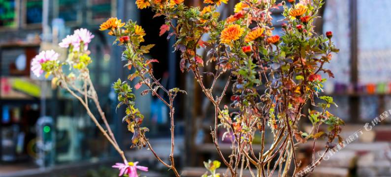 丽江优觅客栈(束河古镇店)图片