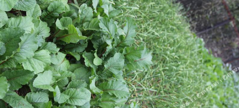 张家界竹林客栈图片