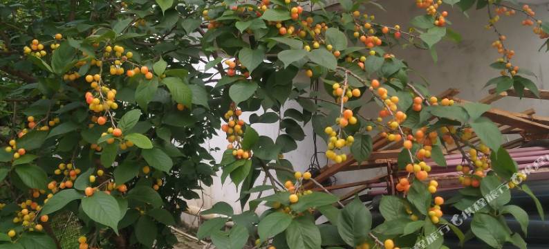 武汉乡间农家乐(锦里沟景区店)图片