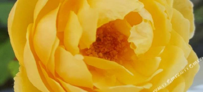 哈尼豪斯度假屋(Hani Haus)图片