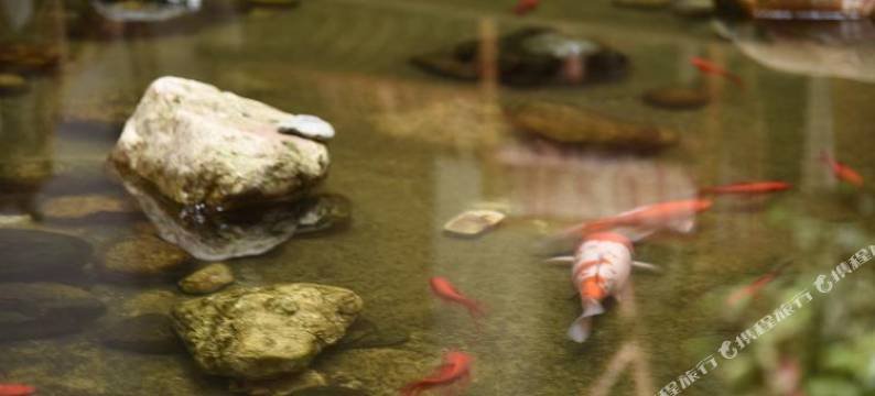 黄山青松精品酒店(黄山风景区南大门店)图片