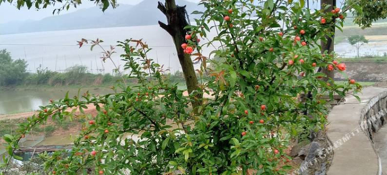 岳阳元帅咀山庄特色民宿图片