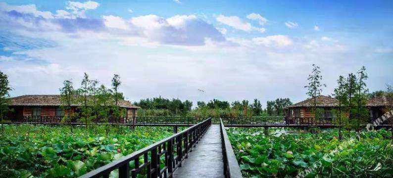 泗洪湿地度假村图片