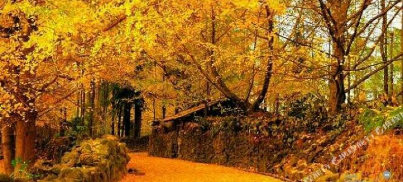 腾冲银杏村伊珍.苏杭秋温泉客栈图片