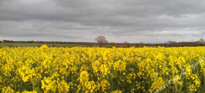 布拉姆顿达尔斯农场民宿(Brampton Dales Farm)图片