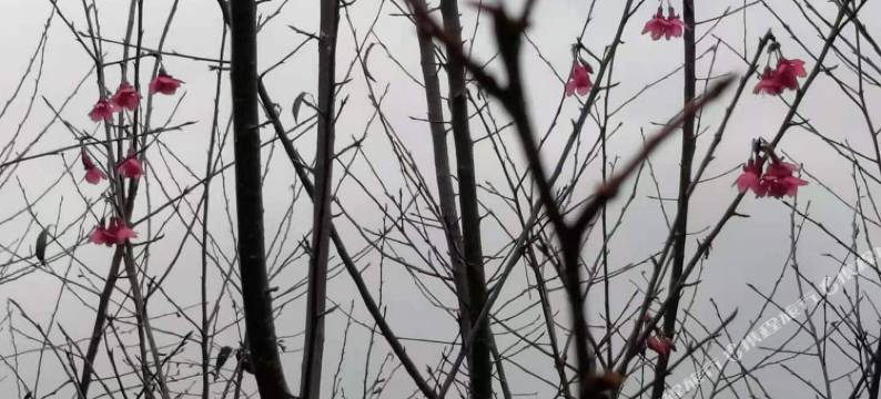 韶关虫子短租特色民宿图片