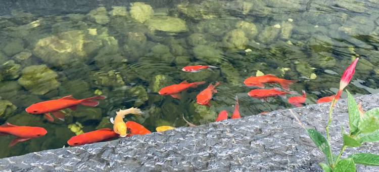 大理桂府兰香客栈图片