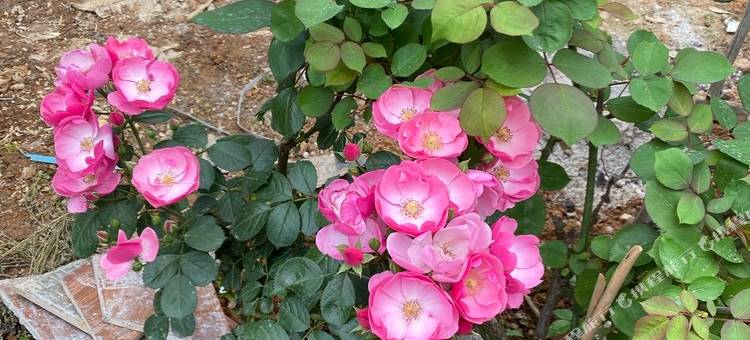 松林晴雪民宿(芙蓉镇景区入口店)图片