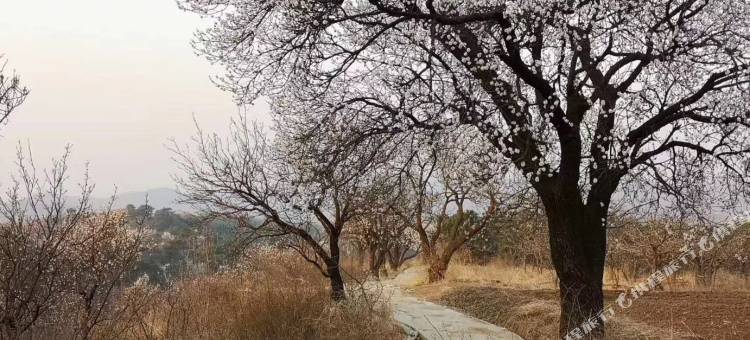北京合社不老屯民宿(密云水库店)图片
