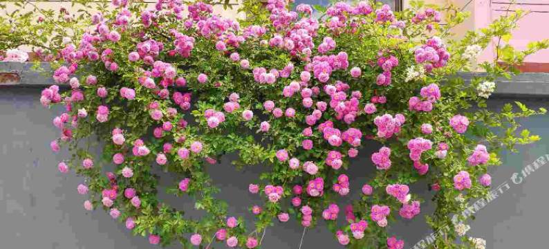 大寨铁姑娘之家七号院(大寨景区店)图片