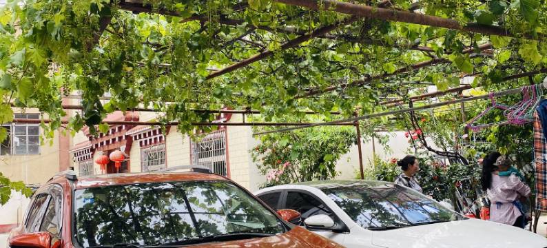 巴塘桑吉啦客栈图片