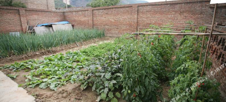 介休萍聚农家乐图片