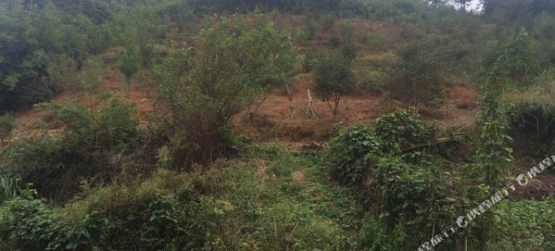 南雄杏林小驻图片