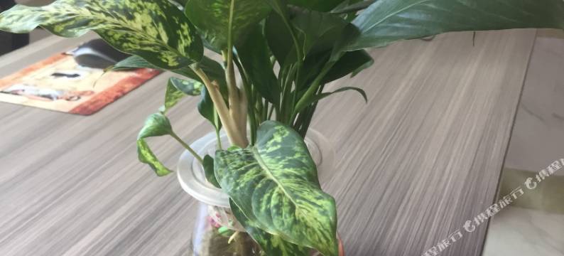 深圳七橙公寓(天安云谷华为基地店)图片