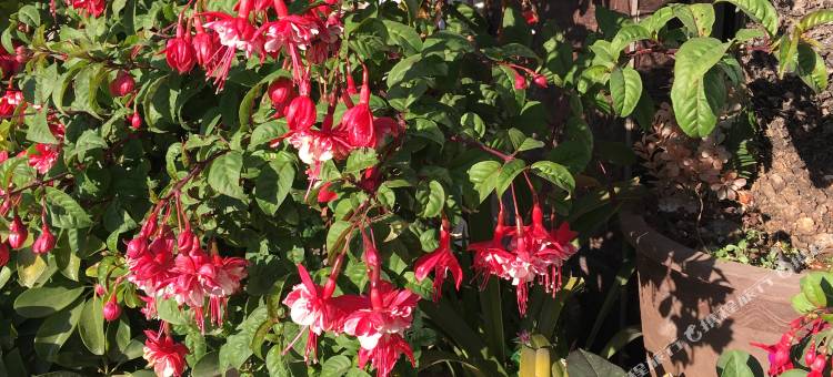 丽江客来祥酒店图片