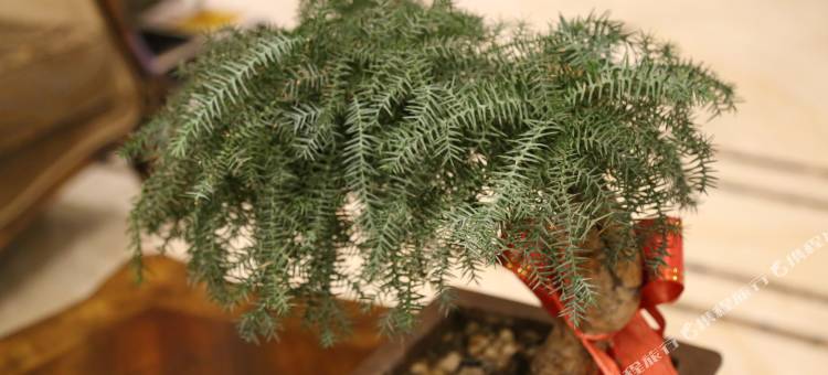 大番茄时尚宾馆(乐清虹桥店)图片