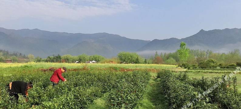 宏村舍得园客栈(宏村景区店)图片