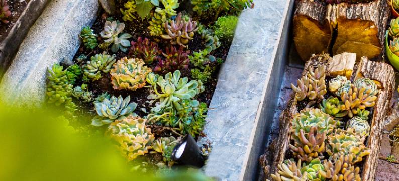 大理古城解药客栈图片