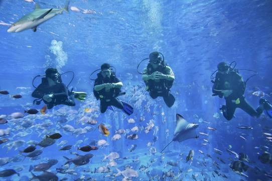 三亚亚特兰蒂斯酒店图片