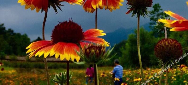 嵩县白云小镇自驾游营地木屋图片