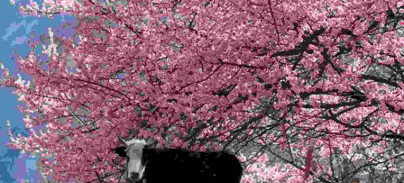 丹巴风在甲居静宿书房图片