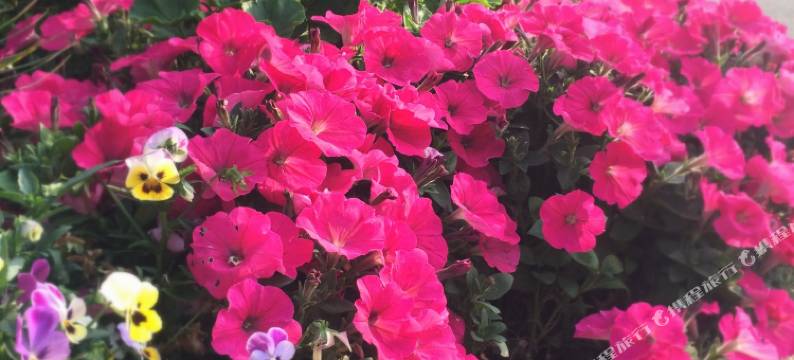 枫林海岸民宿(朱家尖东沙海滨浴场店)图片